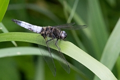 David Plant Photography - Wildlife Photography - Scarce chaser - N
